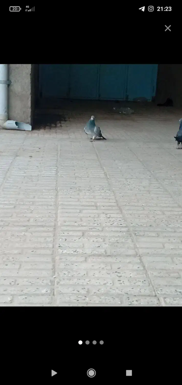 کبوتر نر|پرنده|نهبندان, |دیوار