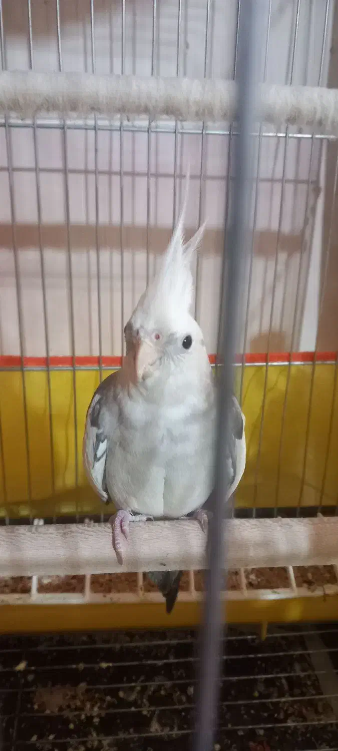 عروس هلندی|پرنده|کرمان, |دیوار