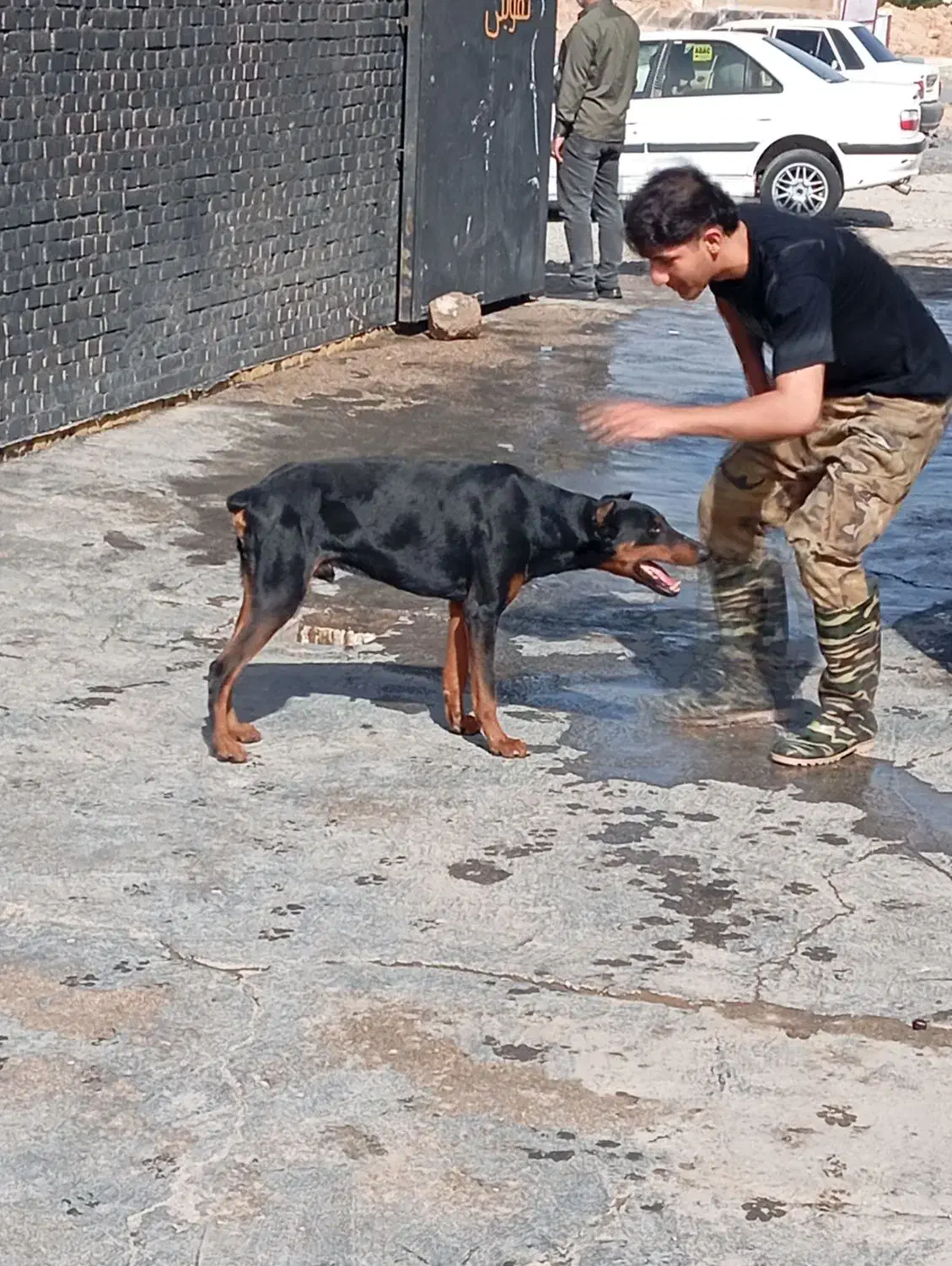 سگ دوبرمن|سگ|اهواز, شهرک اکباتان|دیوار