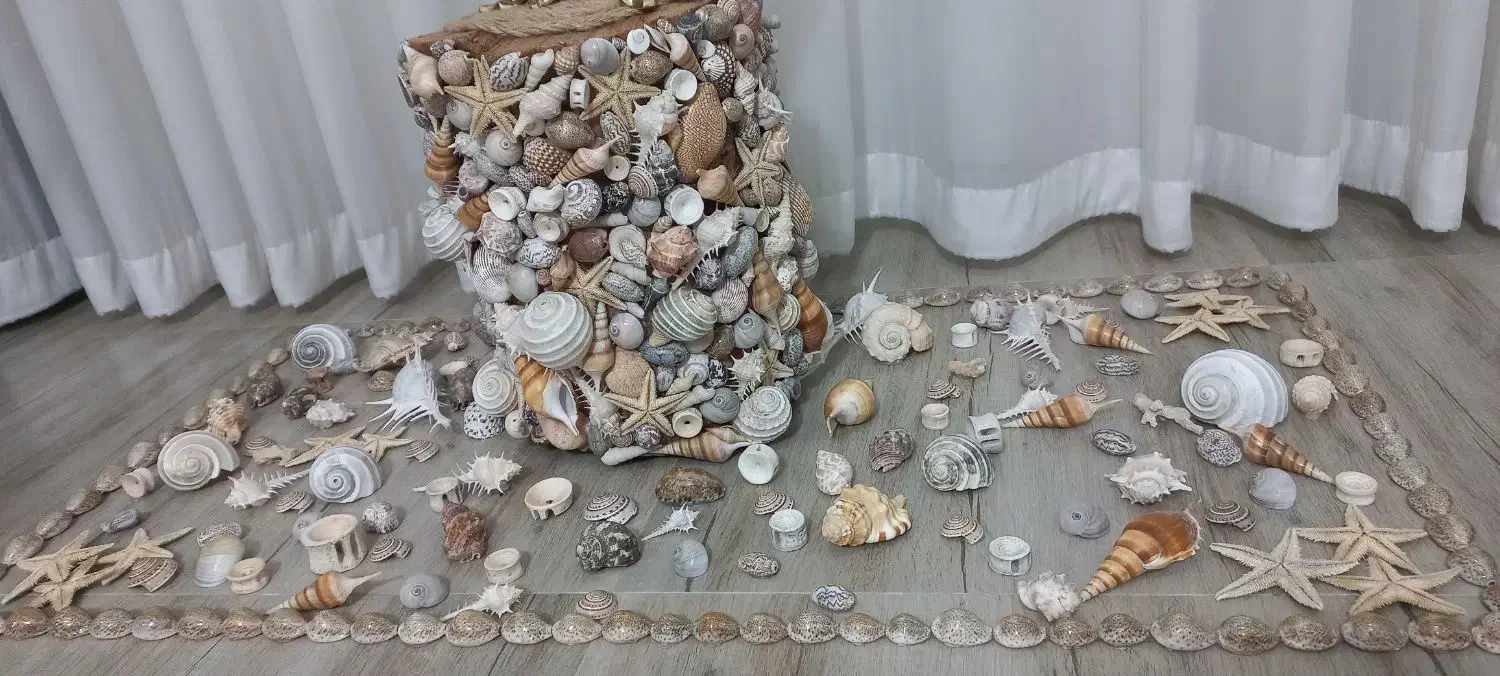 صدف های خوشگل،جهت تزئین|مجسمه، تندیس، ماکت|تبریز, |دیوار