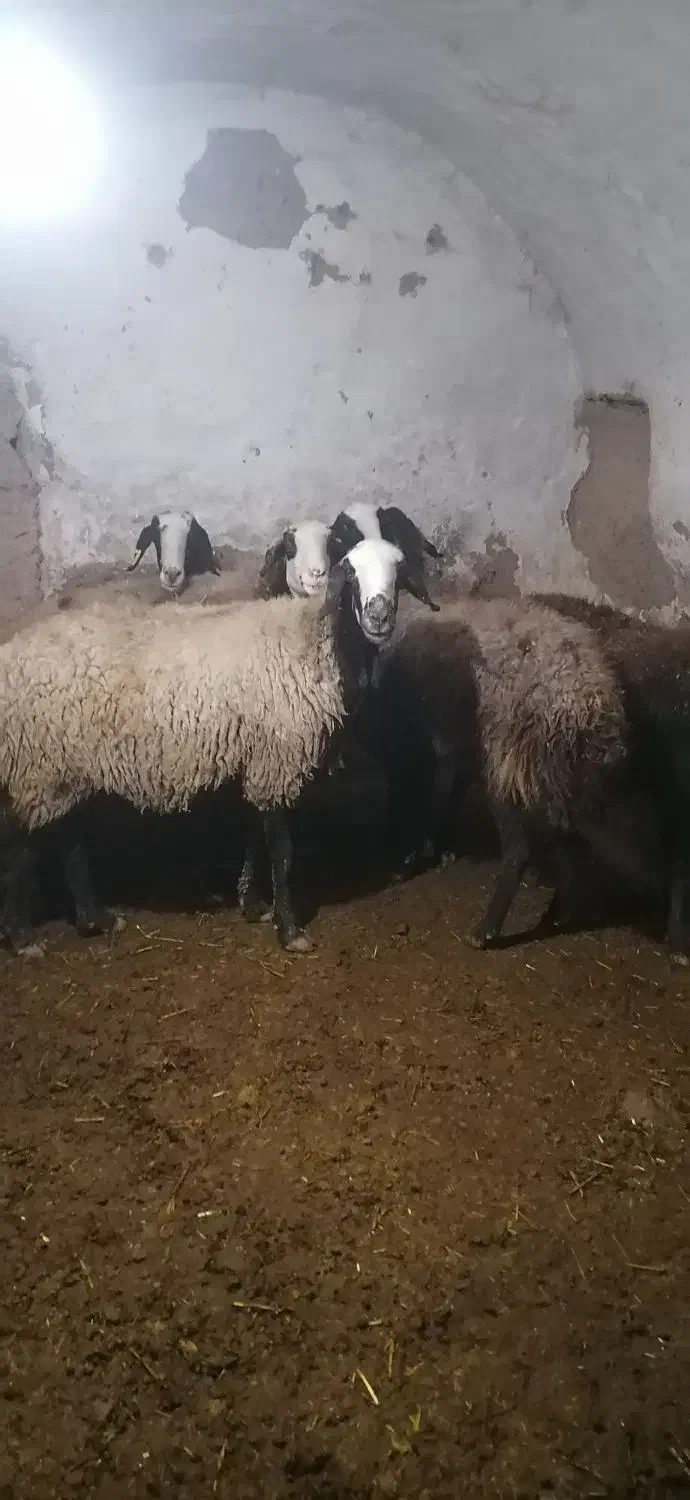 درود دوستان یک راس قوچ بره اصالت دار|حیوانات مزرعه|دشتابی, |دیوار