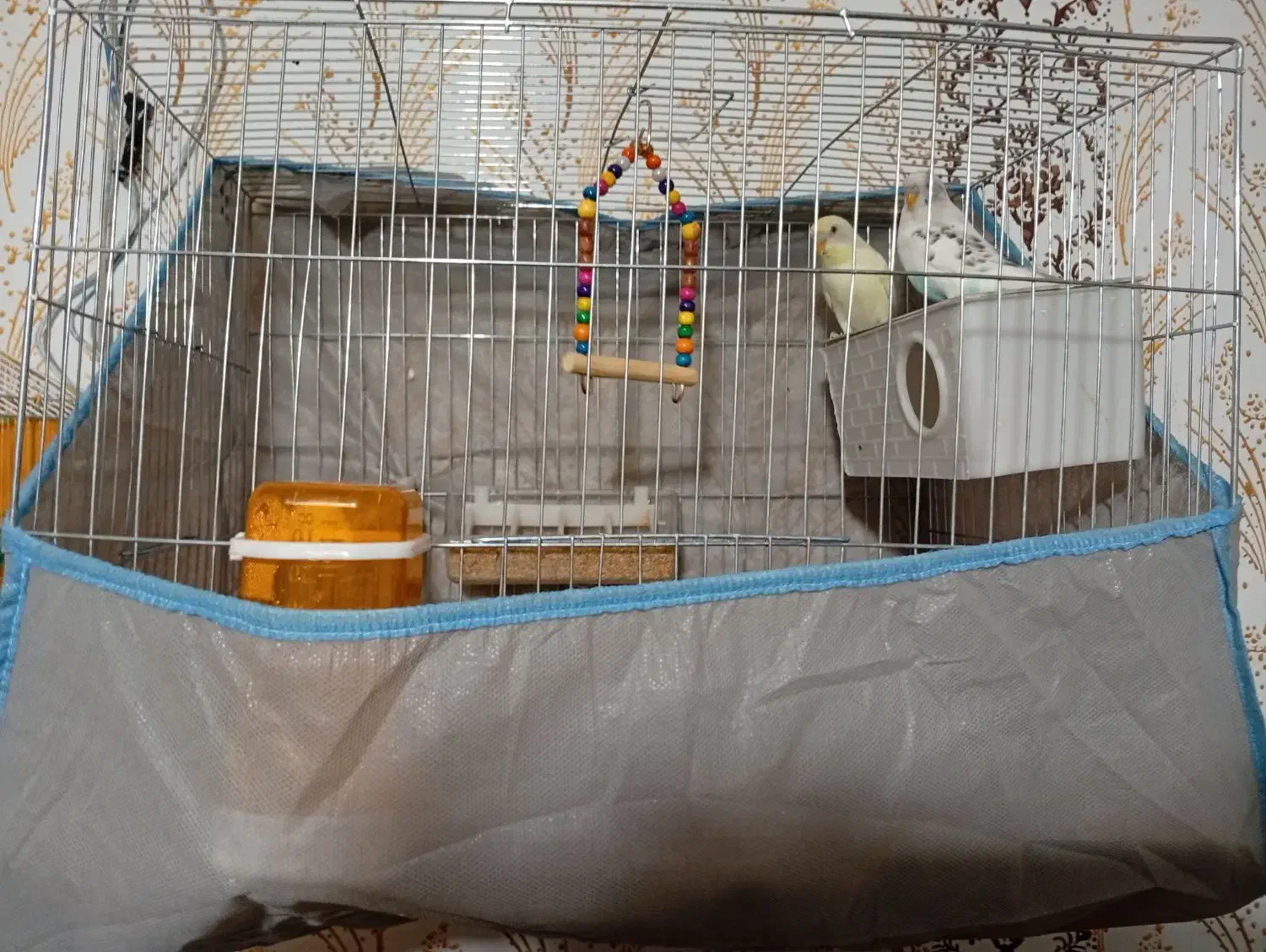 حیوانات|پرنده|زرند, |دیوار