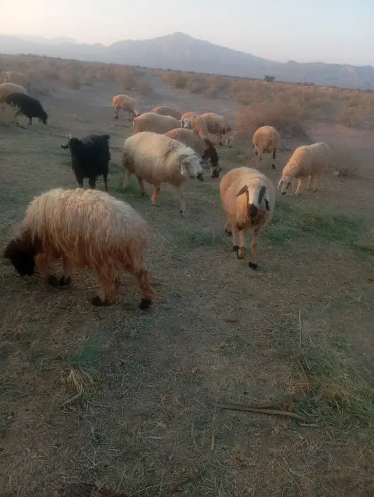 قوچ|حیوانات مزرعه|حاجی آباد, |دیوار