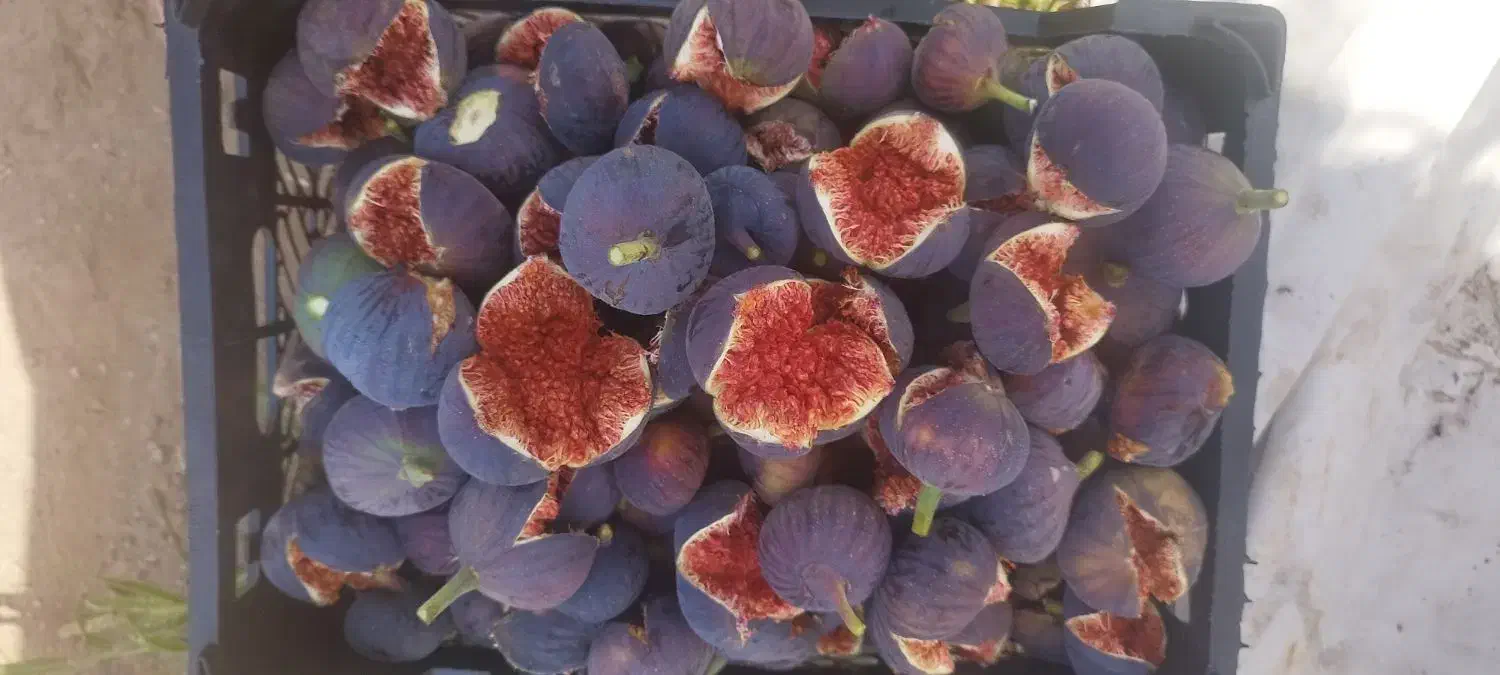انجیرسیاه تازه|خوردنی و آشامیدنی|شیراز, دست خضر|دیوار