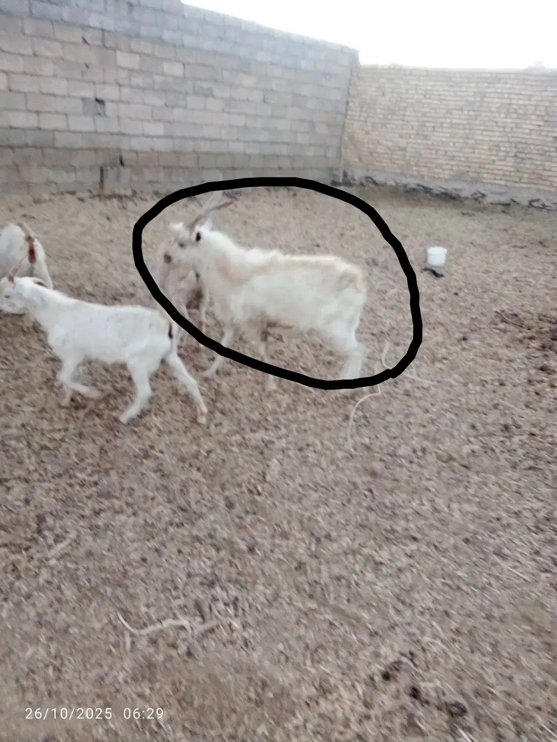 تگه سانن|حیوانات مزرعه|ملایر, |دیوار