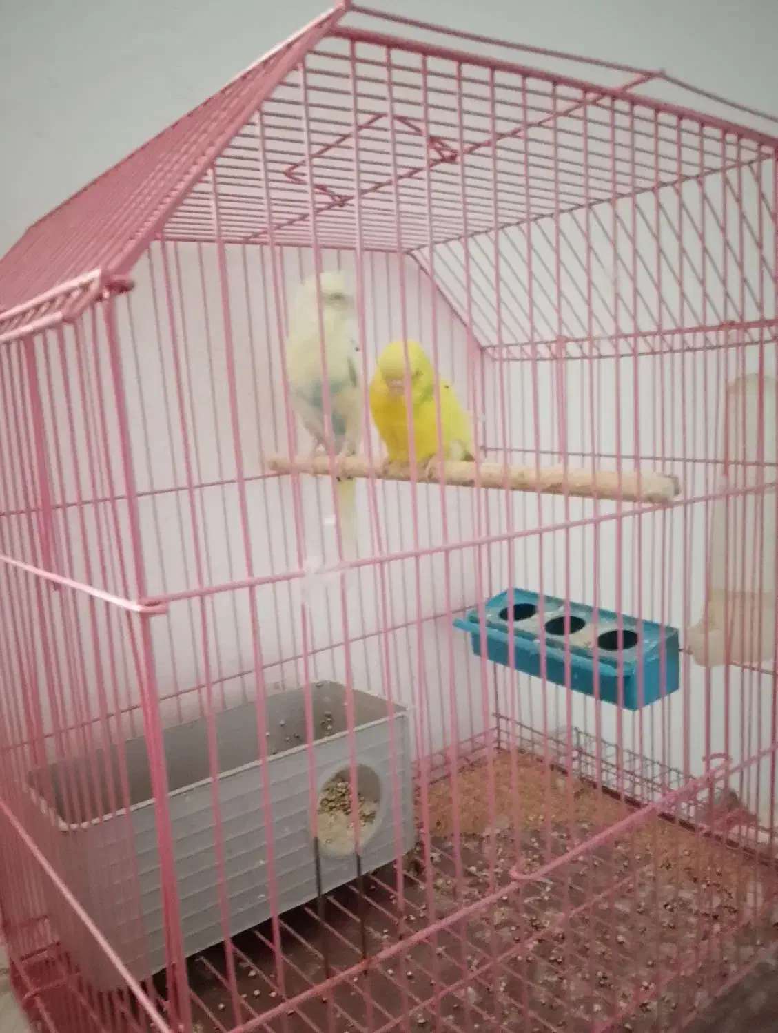 مرغ عشق|پرنده|جیرفت, |دیوار