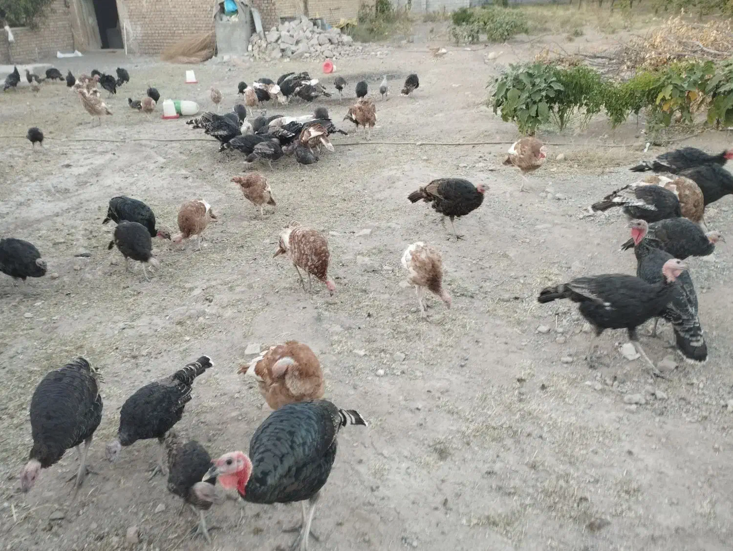 بوقلمون|حیوانات مزرعه|مرند, |دیوار