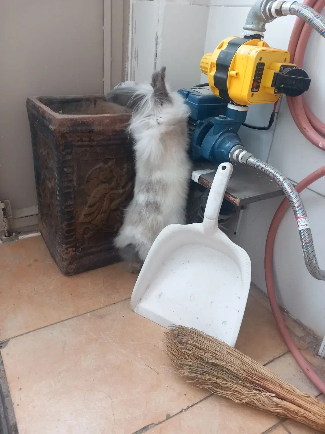 خرگوش لپ|موش و خرگوش|اقبالیه, |دیوار