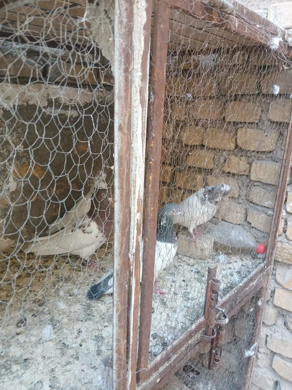 چهار تا نر کفتر  خوب درجه یک پرشی وسالم فروشی|پرنده|بافق, |دیوار