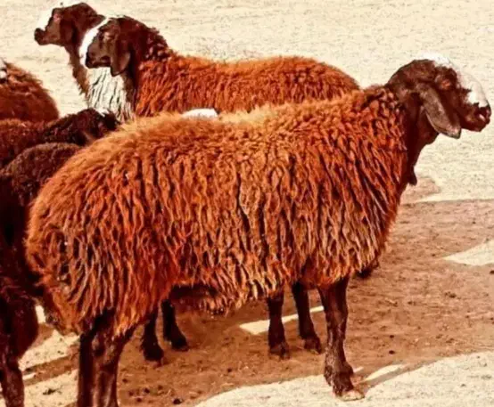بره پرواری برای قربونی|حیوانات مزرعه|قزوین, |دیوار