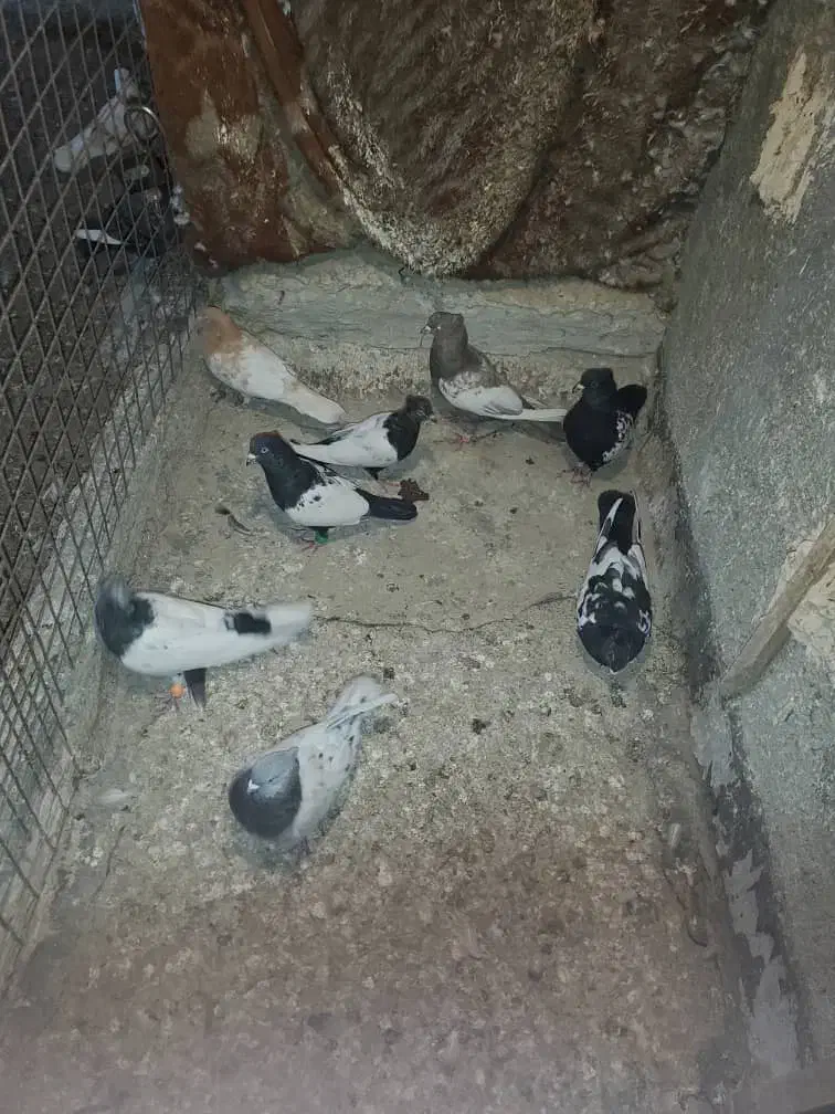 سینه کله|پرنده|مشهد, نوید|دیوار