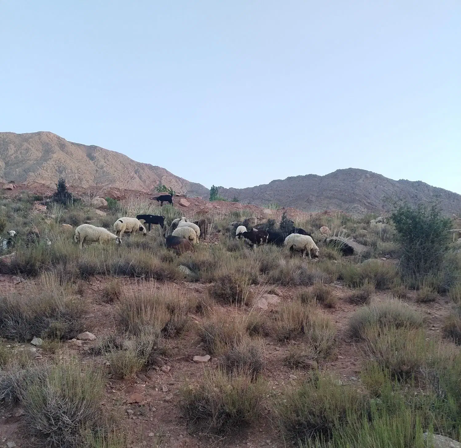 گوشت گوسفند کوهستان مناسب عقیقه و خونه|خوردنی و آشامیدنی|زرند, |دیوار