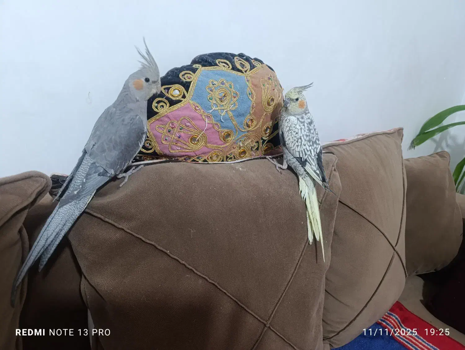 عروس هلندی نر و ماده|پرنده|صدرا-فارس, فاز ۲|دیوار