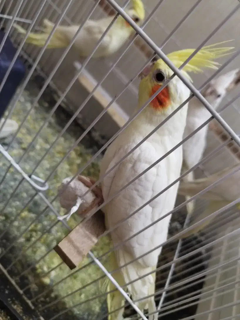 عروس هلندی لوتینو ( تازه دونه خور شده)|پرنده|زابل, |دیوار