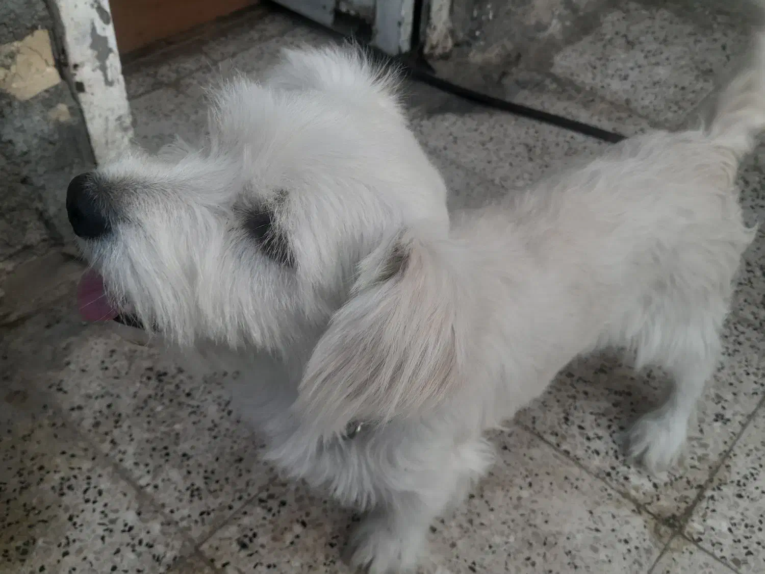 سگ اشپیتز و شتیزو|سگ|مشهد, بهمن|دیوار