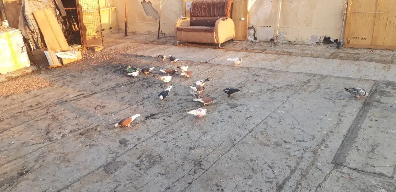 جوجه قلم پرشی|پرنده|رودهن, |دیوار