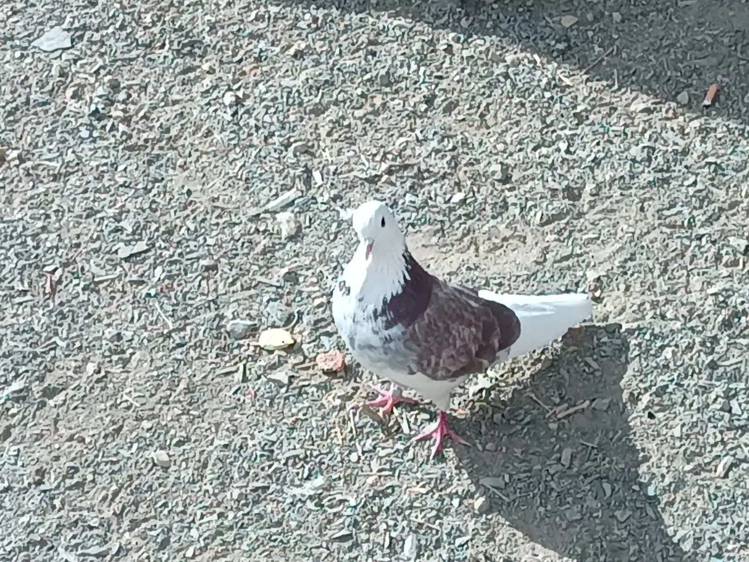 کفتر|پرنده|خنجین, |دیوار