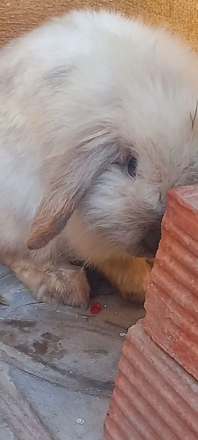 خرگوش لپ ترکیش|موش و خرگوش|کرمان, |دیوار