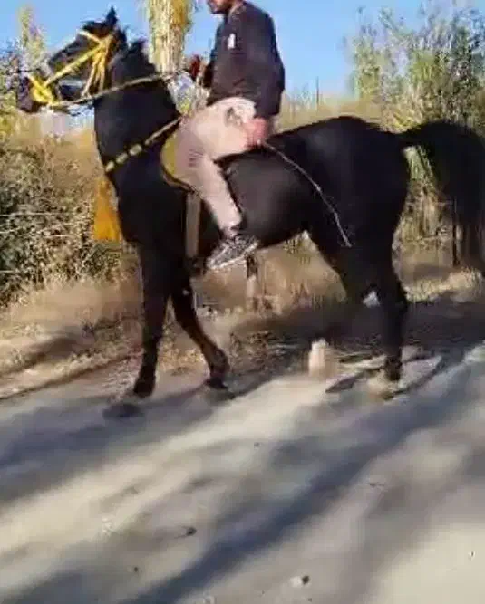 اسب نریان|اسب و تجهیزات اسبسواری|سلماس, |دیوار