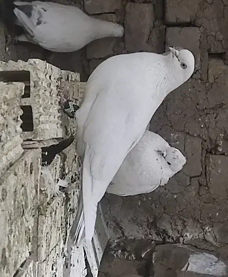 کبوتر ماده سفید پرش بالا|پرنده|فریدونشهر, |دیوار