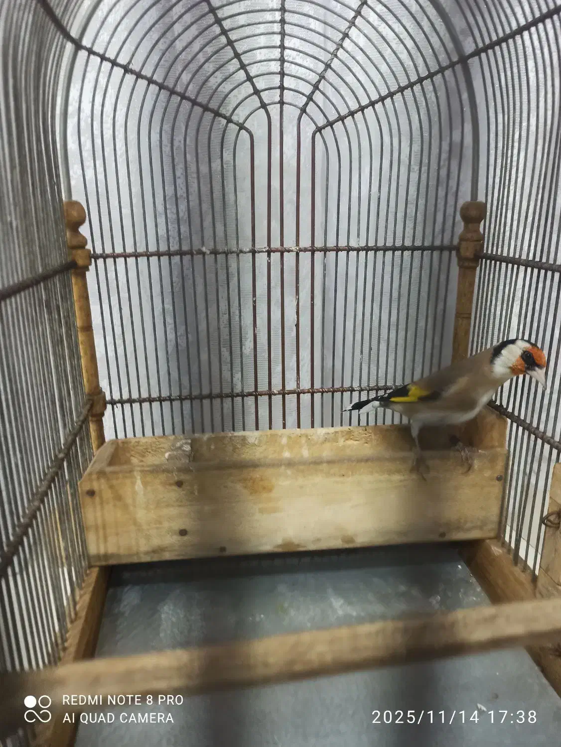 فروش‌سهره‌متولد‌قفس‌|پرنده|محلات, |دیوار