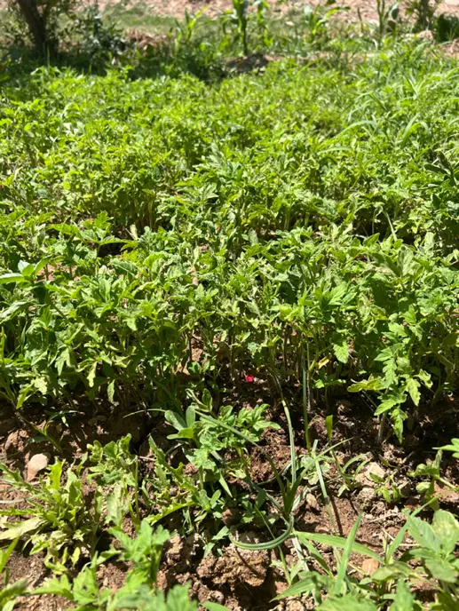 نشا گوجه|گل و گیاه طبیعی|مهدی شهر, |دیوار