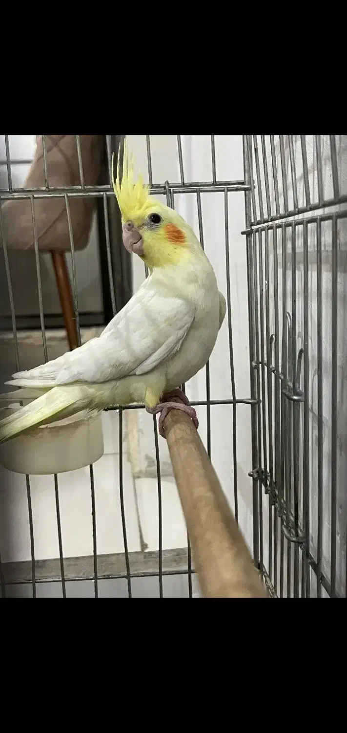 عروس هلندی لوتینو|پرنده|اراک, |دیوار