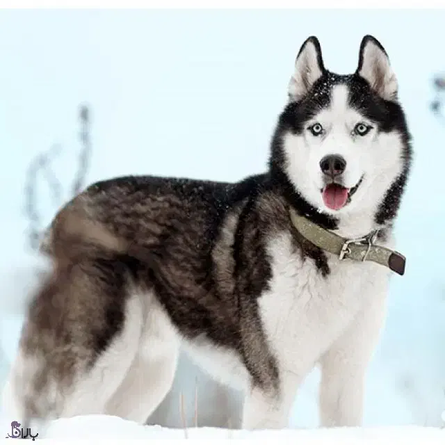 سگ هاسگی پیدا شده|سگ|اردبیل, |دیوار