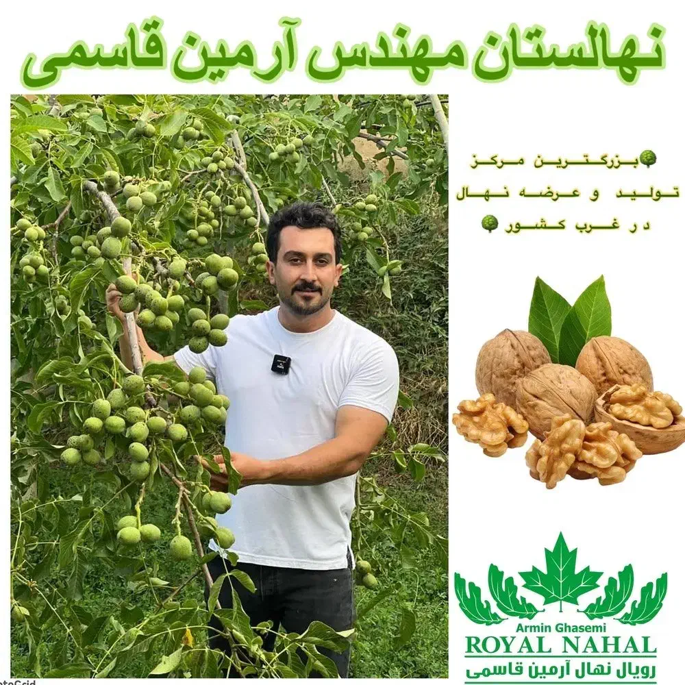 فروش نهال گردو ژنوتیپ|خدمات باغبانی و درختکاری|ایلام, |دیوار