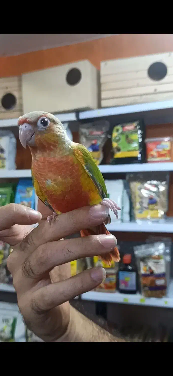 طوطی گرینچیک ها دبل رد کلکسیونی|پرنده|قائمشهر, |دیوار