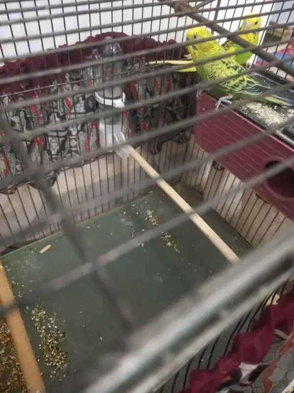 مرغ عشق|پرنده|پاکدشت, پاکدشت (مامازند)|دیوار