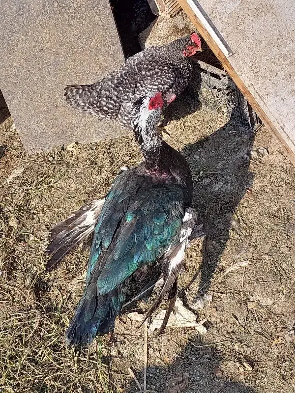 قوغاز افریقایی اردک روسی اسرائیلی نر جوان سنگین|حیوانات مزرعه|تهران, نعمت‌آباد|دیوار