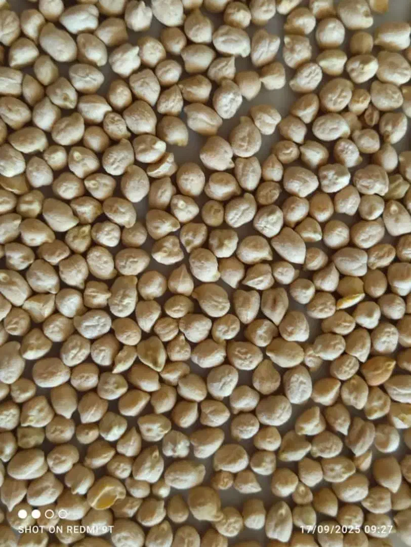 نخود محلی خوش پخت و خوش مزه از کشاورز|خوردنی و آشامیدنی|سیدان, |دیوار