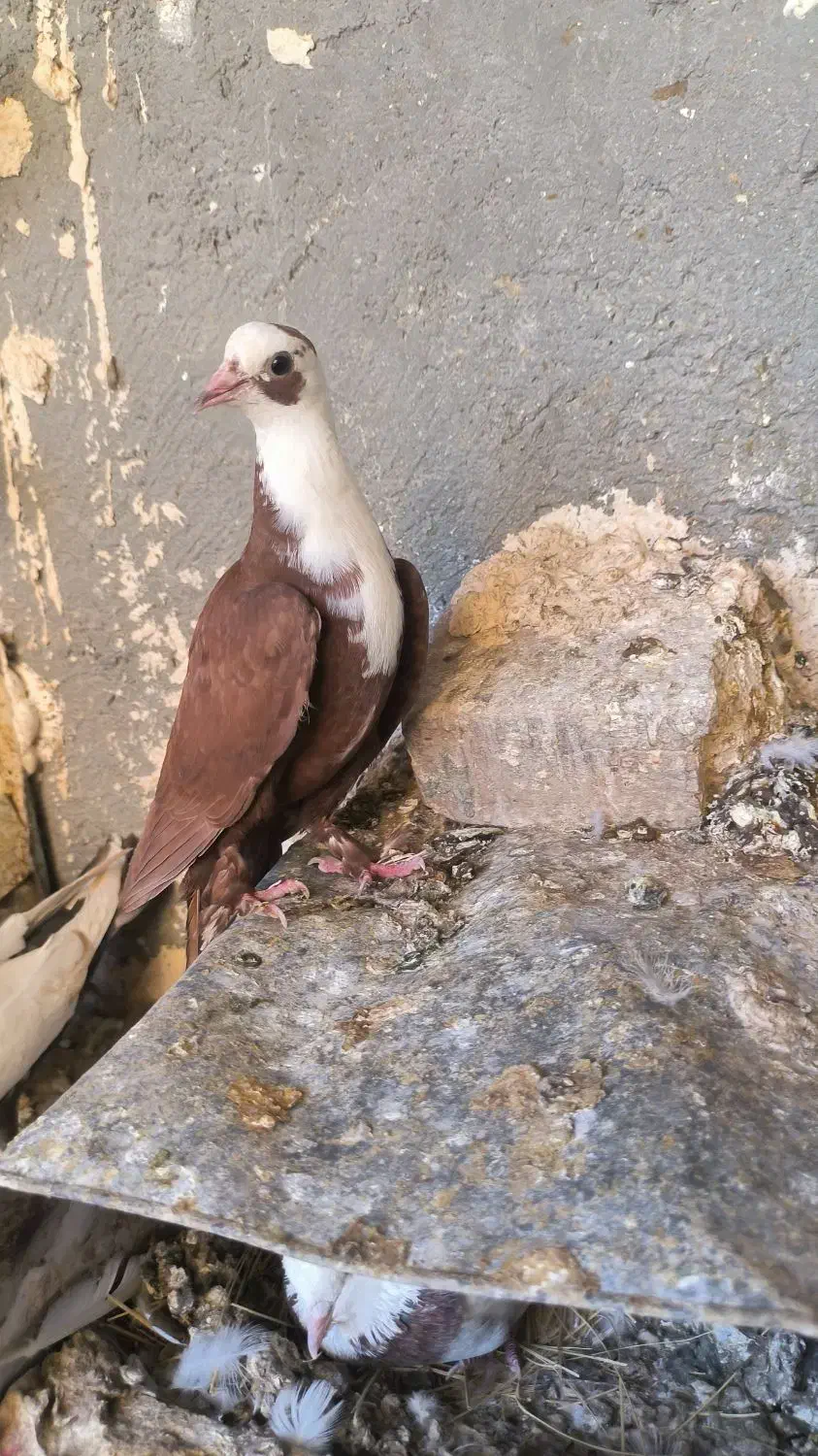 کبوتر سینه قهوای  طوق الماس  عطیقه|پرنده|زابل, |دیوار