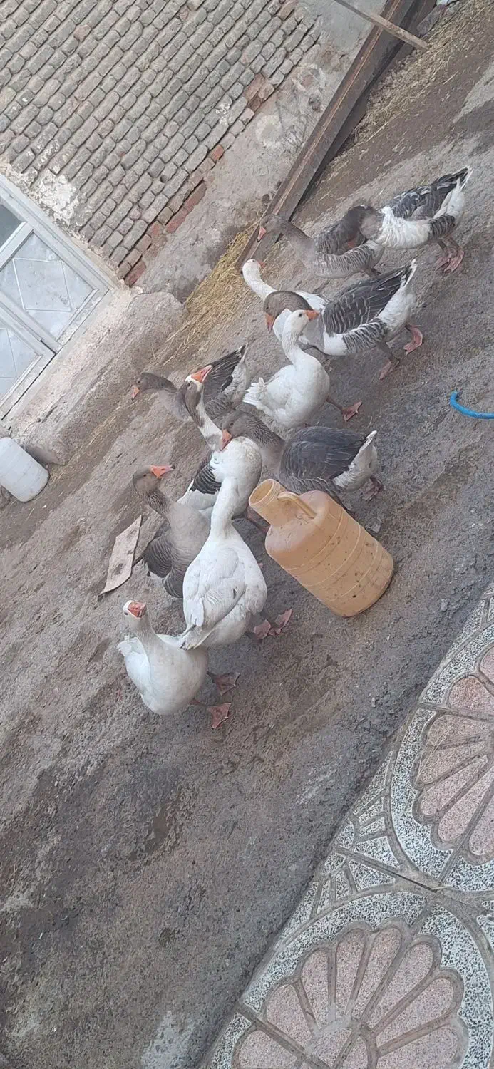 فروش  غاز طبیعی  با قیمت مناسب|حیوانات مزرعه|اردبیل, |دیوار