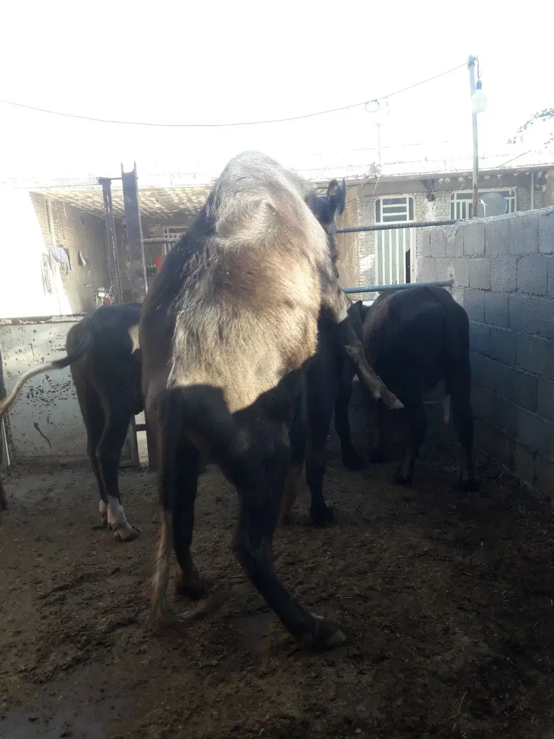 گاومیش نر درسوسنگرد|حیوانات مزرعه|سوسنگرد, |دیوار