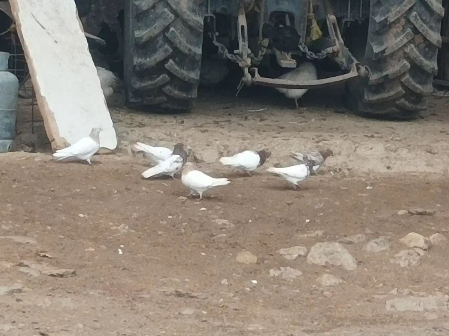 کبوتر کله ای|پرنده|بیرانوند, |دیوار