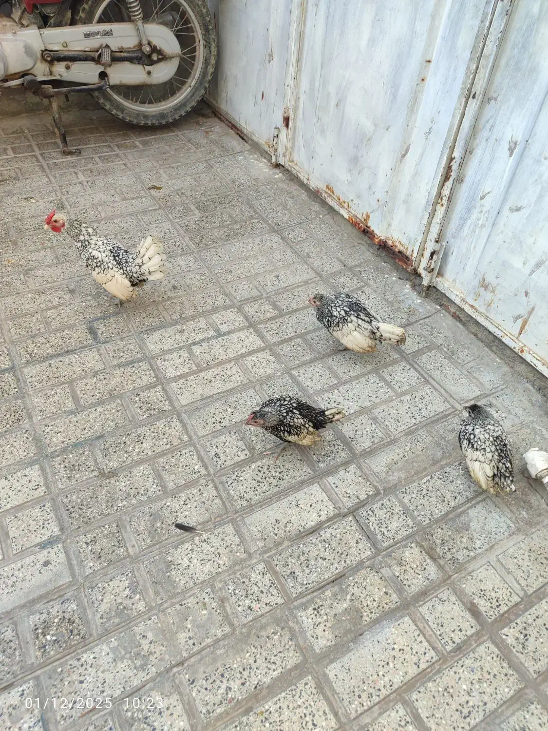 مرغ وخروس|حیوانات مزرعه|جوادآباد, |دیوار