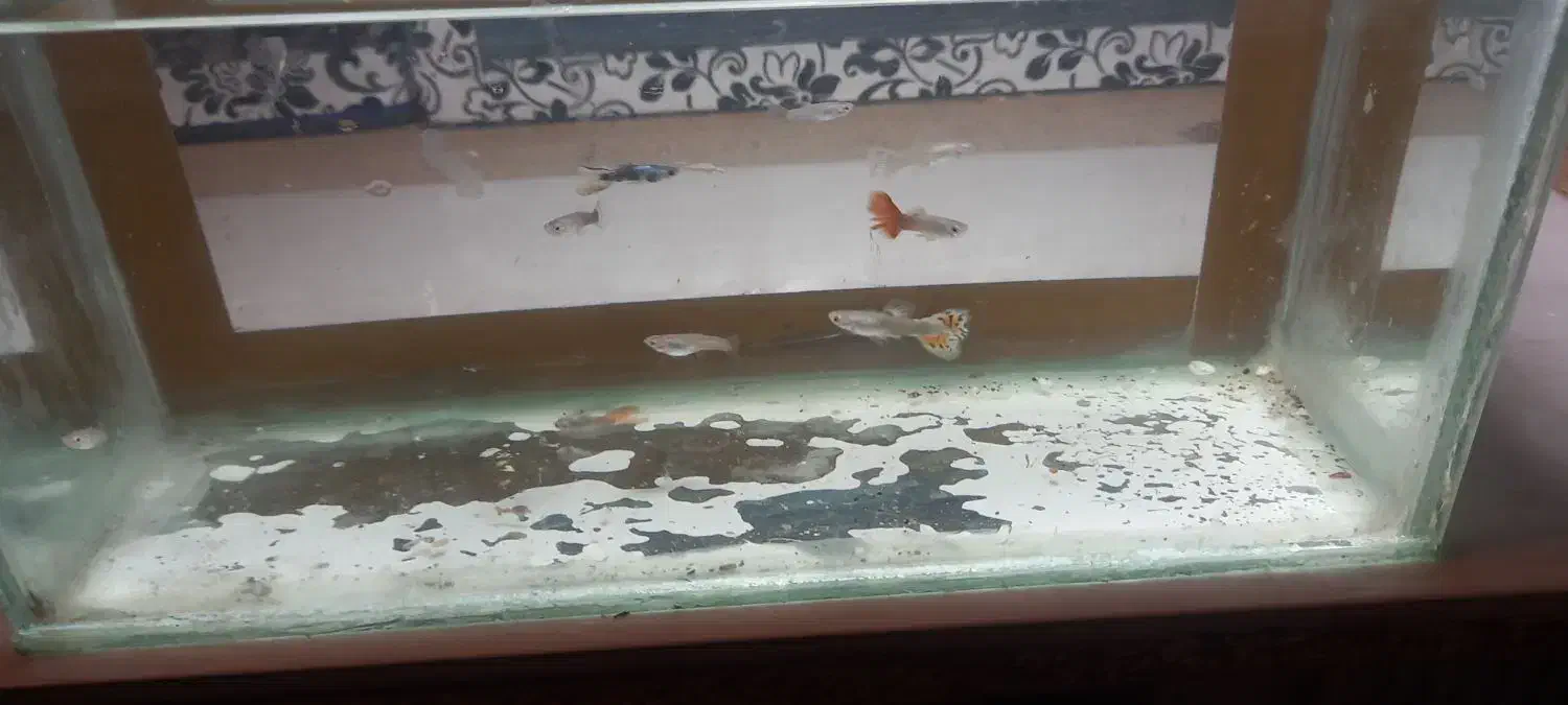 ماهی گوپی|ماهی|تویسرکان, |دیوار