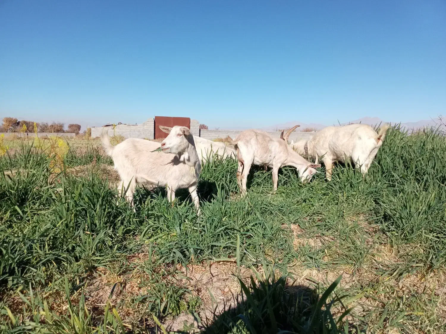 گوسفند|حیوانات مزرعه|ماهان, |دیوار