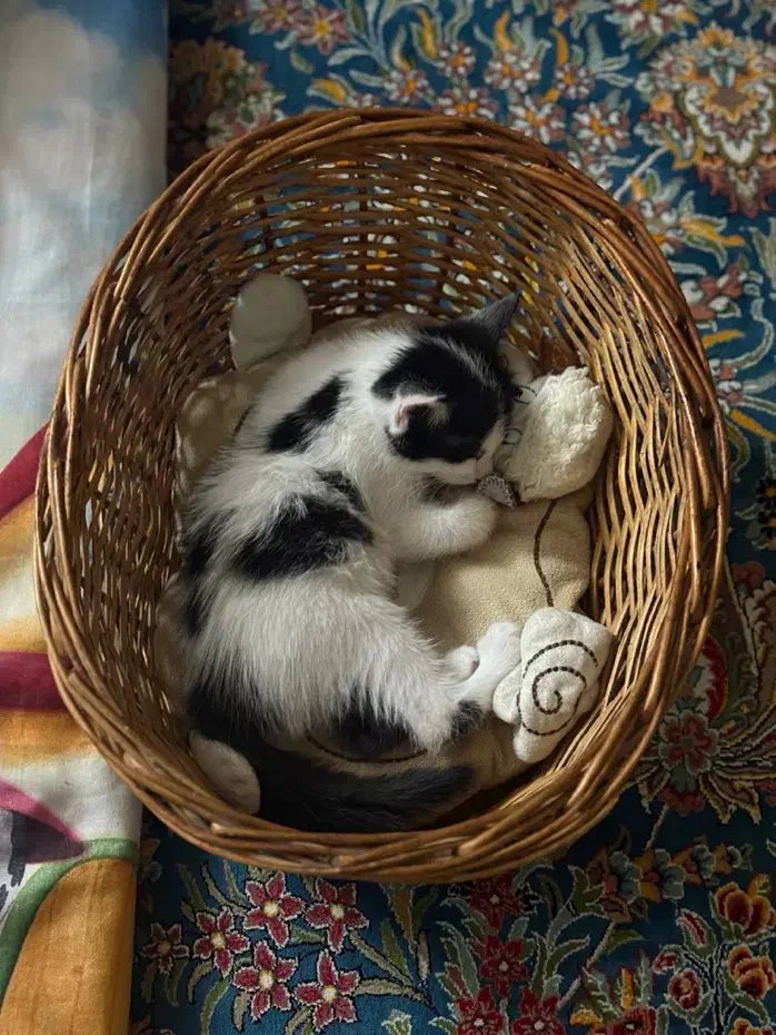 واگذاری فوری گربه قشنگم|گربه|مشکین‌دشت, |دیوار