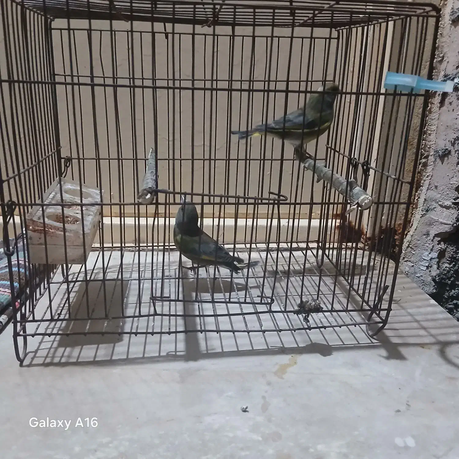 سهره نروماده|پرنده|پارس‌آباد, |دیوار