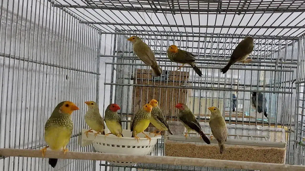 فنچ ستاره ای|پرنده|تهران, ترمینال جنوب|دیوار