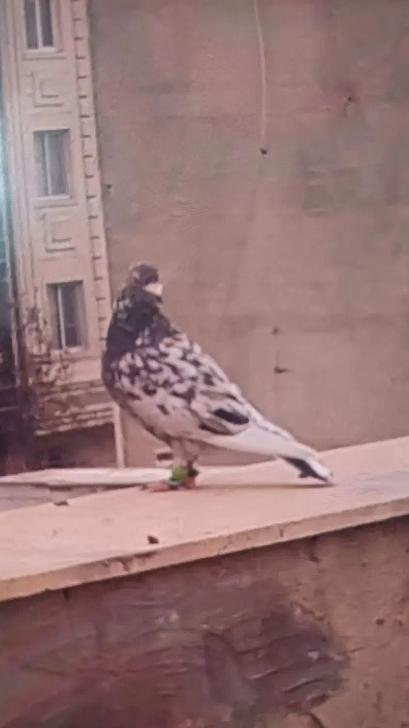 کفتر|پرنده|تهران, باغ فیض|دیوار