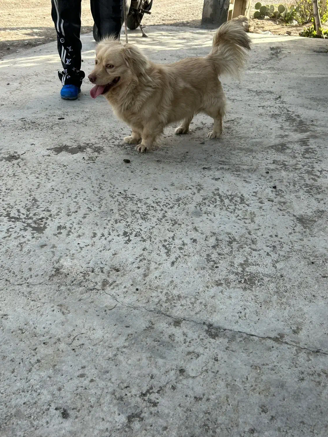 سگ .|سگ|قرچک, مهدیه|دیوار