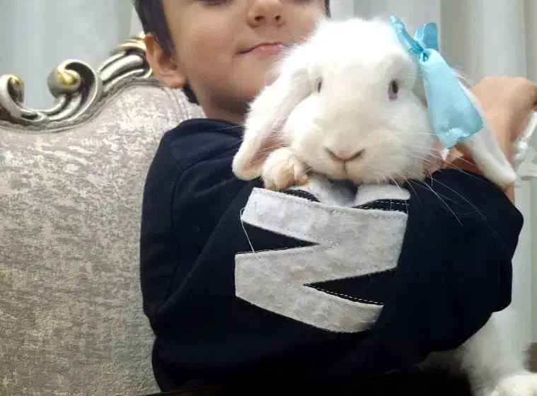 خرگوش لوپ سفید|موش و خرگوش|علی‌آباد کتول, |دیوار