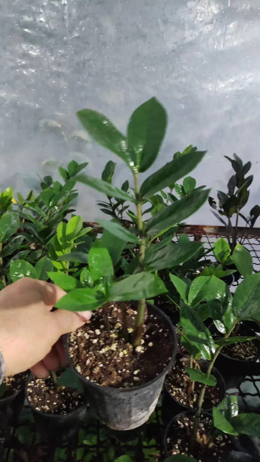 گل زامیفولیا زامفولیا زیر قیمت|گل و گیاه طبیعی|بابل, |دیوار