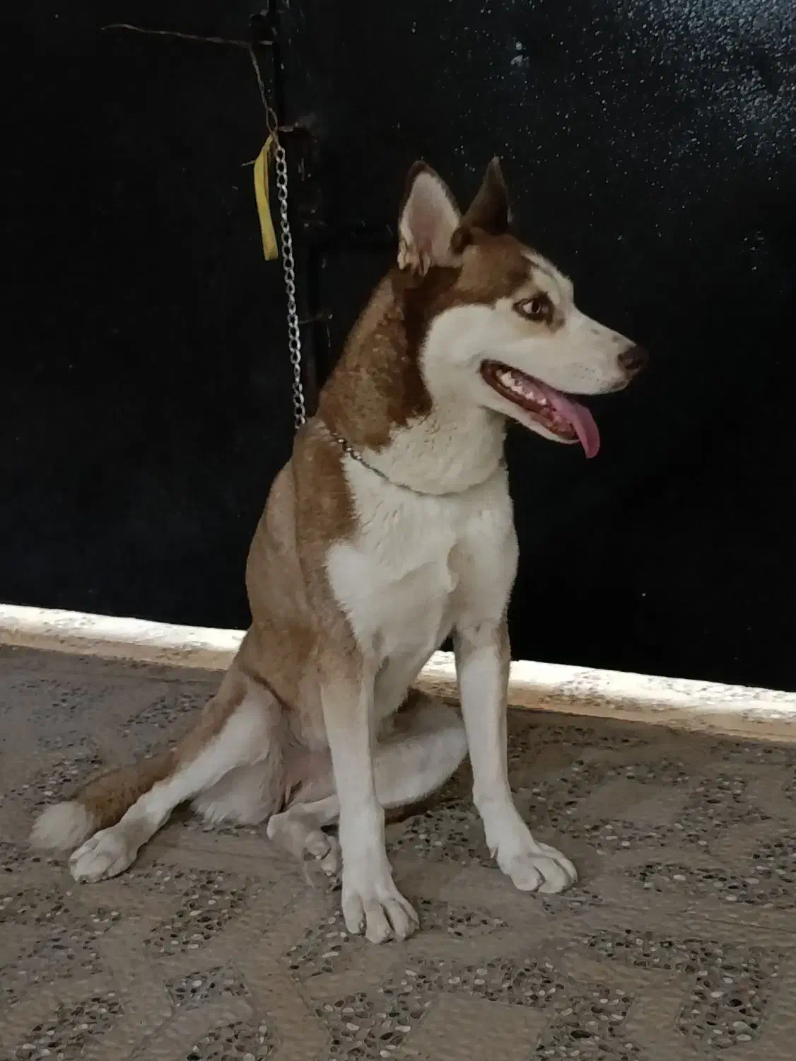 سگ روتوایلر و هاسکی|سگ|بندر کنگان, |دیوار