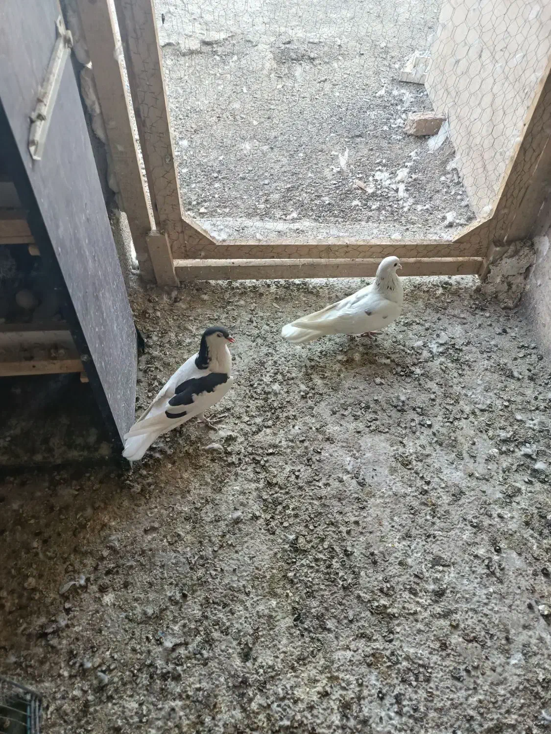 3تا غریب گیری|پرنده|شهریار, شهرک وائین|دیوار