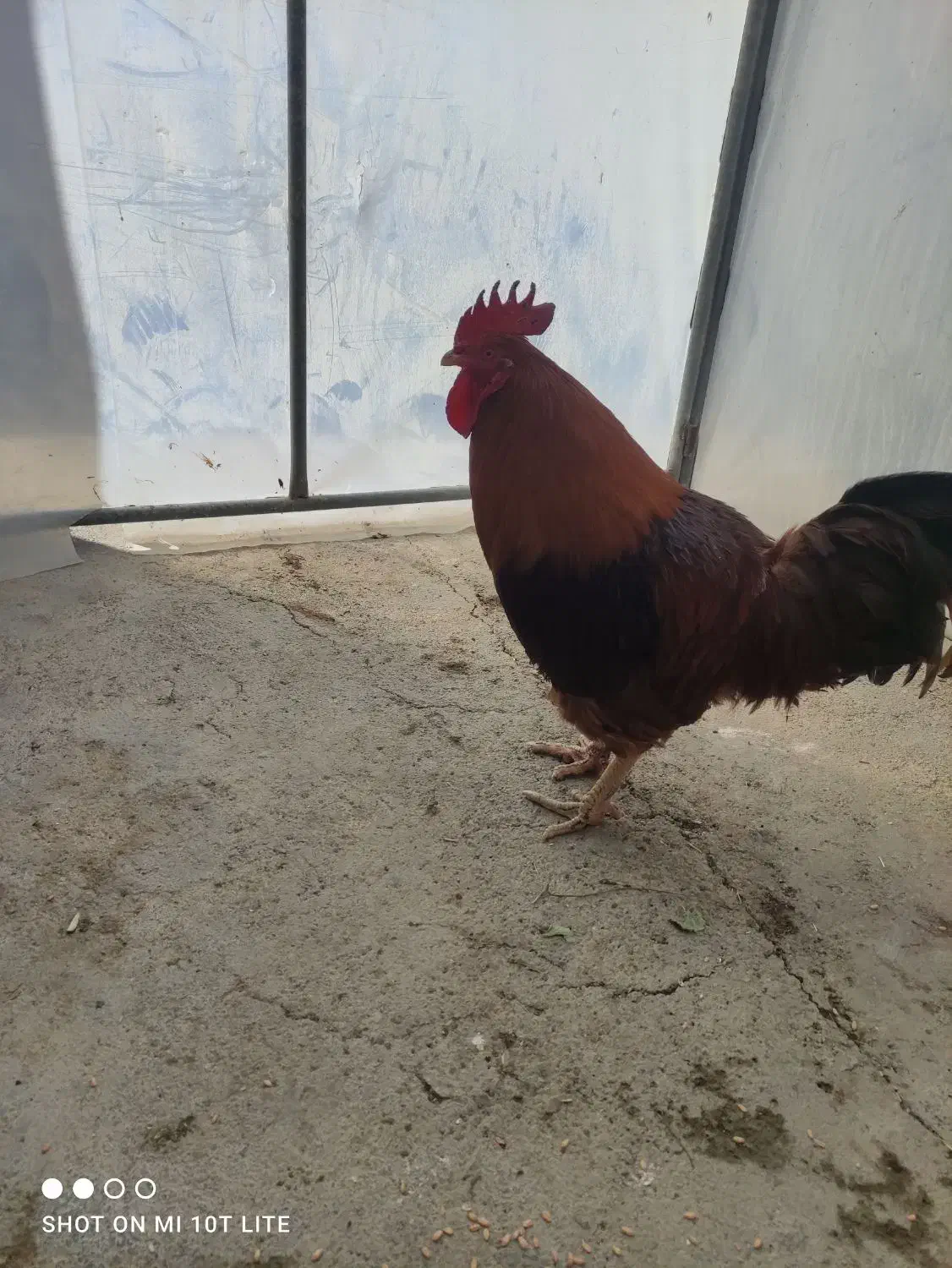 خروس محلی|حیوانات مزرعه|هشتگرد, شهرک گلخانه|دیوار